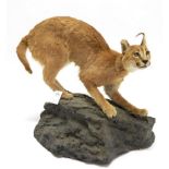 Taxidermy: African Caracal (Caracal caracal), modern, full mount in crouched alert position with