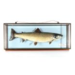 Taxidermy Fish: Salmon (Salmo salar), circa 1994, by R. Stockdale, Newton Aycliffe, full mount