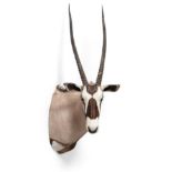 Taxidermy: Kalahari Gemsbok Oryx (Oryx gazella gazella), circa late 20th century, high quality large