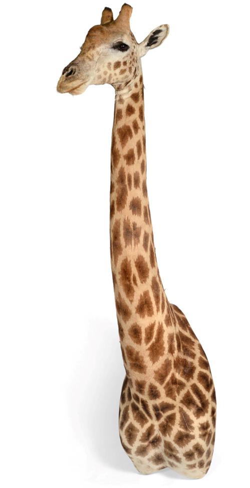 Taxidermy: South African Giraffe (Giraffa camelopardalis), circa early 21st century, a large high