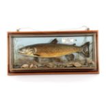 Taxidermy Fish: Brown Trout (Salmo trutta), circa 2000, by R. Stockdale, Newton Aycliffe, full mount