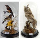 Taxidermy: A Victorian Long-Eared Owl (Asio otus), full mount perched atop a small lichen