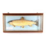 Taxidermy Fish: Brown Trout (Salmo trutta), circa 1995, by R. Stockdale, Newton Aycliffe, full mount