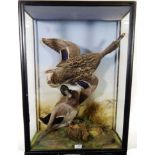 Taxidermy: A Cased Pair of Mallard Ducks (Anas platyrhynchos), by James Hutchings, Aberystwyth,