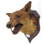 Taxidermy: Red Fox Mask (Vulpes vulpes), circa 1930, by Henry Murray & Son, Carnforth, fox mask with