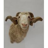 Taxidermy: Merino Sheep (Ovis aries), modern, shoulder mount with head turning slightly to the