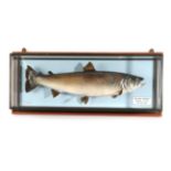 Taxidermy Fish: Sea Trout (Salmo trutta), circa 1997, by R. Stockdale, Newton Aycliffe, full mount