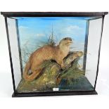 Taxidermy: European Otter (Lutra lutra), circa 1898, by R. Duncan, Newcastle Upon Tyne, full mount