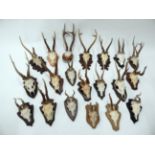 Antlers/Horns: Roe Buck (Capreolus capreolus), circa late 20th century, twenty sets of abnormal