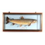 Taxidermy Fish: Brown Trout (Salmo trutta), circa 2001, by R. Stockdale, Newton Aycliffe, full mount