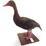 Taxidermy: Spur-Winged Goose (Plectropterus gambensis), modern, South Africa, female full mount