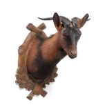 Taxidermy: Majorcan Goat (Capra hircus var.Majorcan), circa late 20th century, shoulder mount with