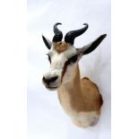 Taxidermy: South African Springbok (Antidorcas marsupialis), circa 2002, shoulder mount looking