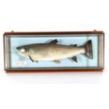 Taxidermy Fish: Sea Trout (Salmo trutta), circa 1993, by R.Stockdale, Newton Aycliffe. full mount