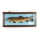 Taxidermy Fish: Brown Trout (Salmo trutta), circa 2004, by R. Stockdale, Newton Aycliffe, full mount