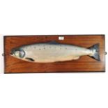 Fishing Interest: A Plaster Cast Model of a Salmon, mounted on a mahogany plaque, faintly