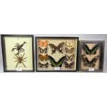 Entomology: A Collection of Asian Butterflies and Insects, circa 1960-70, two framed small