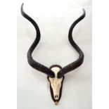 Antlers/Horns: African Hunting Trophy, Cape Greater Kudu (Strepsiceros strepsiceros), circa late