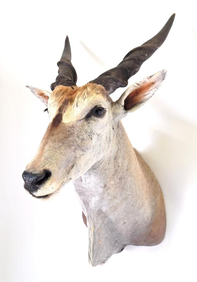 Taxidermy: Cape Eland (Taurotragus oryx oryx), modern, South Africa, large shoulder mount looking