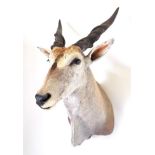 Taxidermy: Cape Eland (Taurotragus oryx oryx), modern, South Africa, large shoulder mount looking