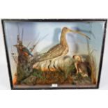 Taxidermy: A Cased Diorama of British Birds, circa 1900, to include- Common Kingfisher, Curlew,