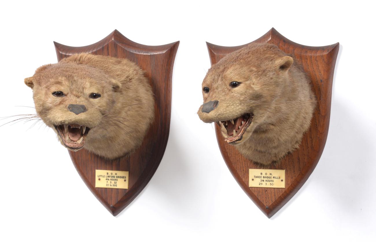 Taxidermy: Eurasian Otter Masks (Lutra lutra), circa 1930 and 1932, by Peter Spicer & Sons,