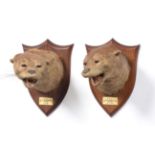 Taxidermy: Eurasian Otter Masks (Lutra lutra), circa 1930 and 1932, by Peter Spicer & Sons,