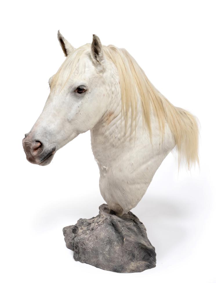 Taxidermy: A High Quality Light Grey Horse Shoulder Mount on Pedestal (Equus ferus caballus),