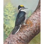 David Morrison Reid-Henry (1919-1977) Black-backed Woodpecker Signed, gouache, 26.5cm by 22.5cm