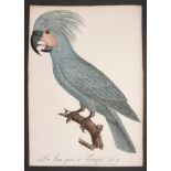 After Jacques Barraband (1767-1809) French Studies of Parrots Hand coloured engravings from '