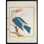 After François-Nicolas Martinet (1731-1800) French Bird Studies Hand coloured engravings from '