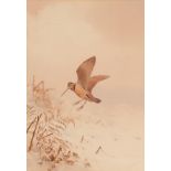 John Cyril Harrison (1898-1985) Woodcock in flight Signed, watercolour, 46cm by 32cm Provenance: