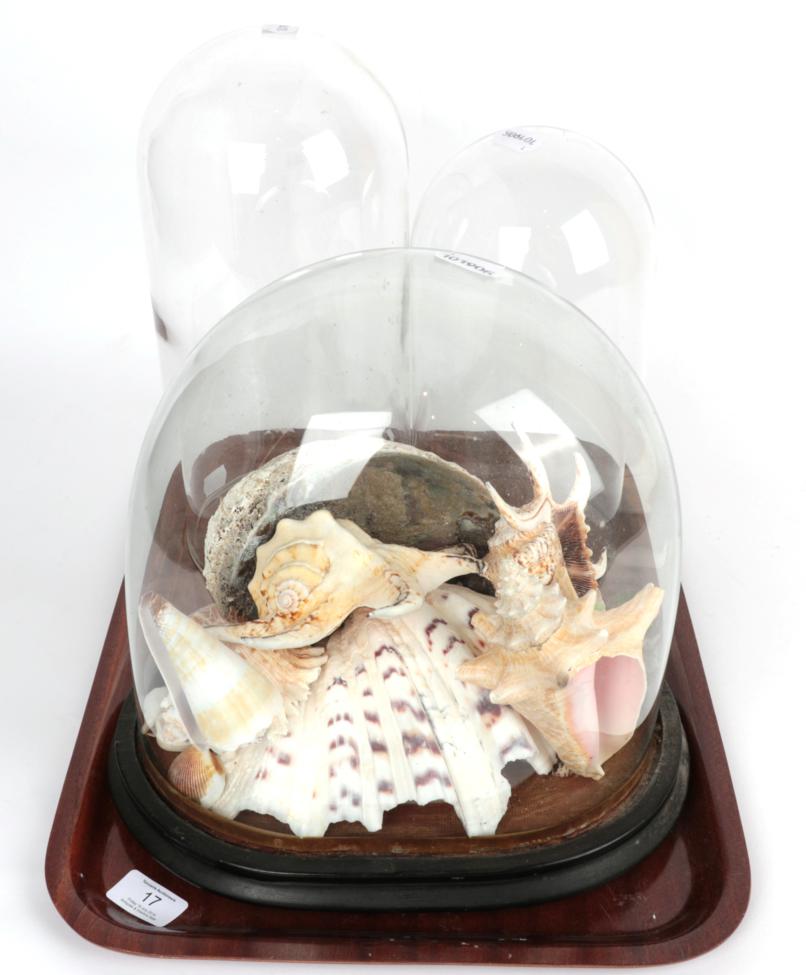 Victorian glass dome with shells and two other Victorian glass domes