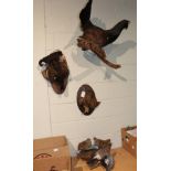 Taxidermy: A Collection of European Game Birds, including a Capercaillie cock bird with tail