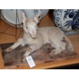 Taxidermy: Lamb, full mount in recumbent position, mounted upon a homemade base