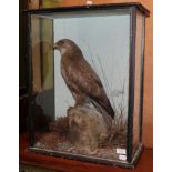 Taxidermy: A Cased Common Buzzard (Buteo buteo), circa 1900, full mount stood upon a large faux rock