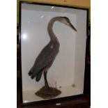 Taxidermy: A Cased Victorian Grey Heron (Ardea cinerea), full mount adult with head slightly
