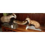 Taxidermy: European Badger, Pine Marten & Preserved Pike, modern, a full mount adult Badger with