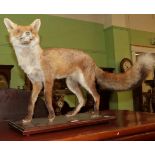 Taxidermy fox
