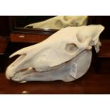 Skulls/Anatomy: Burchell's Zebra Skull (Equus quagga), modern, complete bleached skull, 53cm by 28cm