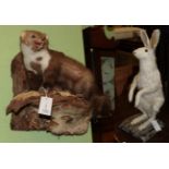 Taxidermy: Arctic Hare & Pine Marten, modern, a full mount Pine Marten stood upon a wall mounted