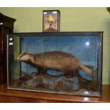 A Victorian taxidermy badger, with a cased Canary (a.f.) . both specimens have suffered from moth