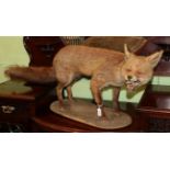 Taxidermy: Red Fox Full Mount (Vulpes vulpes), circa 1960, in the style of Peter Spicer, full