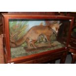 Taxidermy: A cased red fox (vulpes vulpes) circa 1975, full mount adult with a snipe prey within
