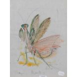 David Koster (1926-2014) Praying Mantis Signed and inscribed, pencil and watercolour, 38cm by