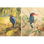 Martin Woodcock (1935-2019) African Pygmy Kingfisher Signed, gouache, together with two further