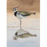 John Cox (20th/21st century) Lapwing Signed and dated (19)94, watercolour, 34cm by 24.5cm Artist's