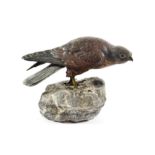 An Austrian Cold Painted Bronze Sparrowhawk, early 20th century, naturalistically modelled and