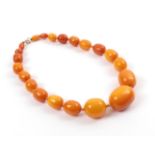 An Amber Bead Necklet, of 21 graduated barrel shaped beads, with variations in colour from yellow to
