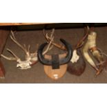 Antlers/Horns: Three sets of European Red Deer antlers on cut upper frontlets (two on shields),